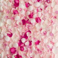Лепестки розовых роз