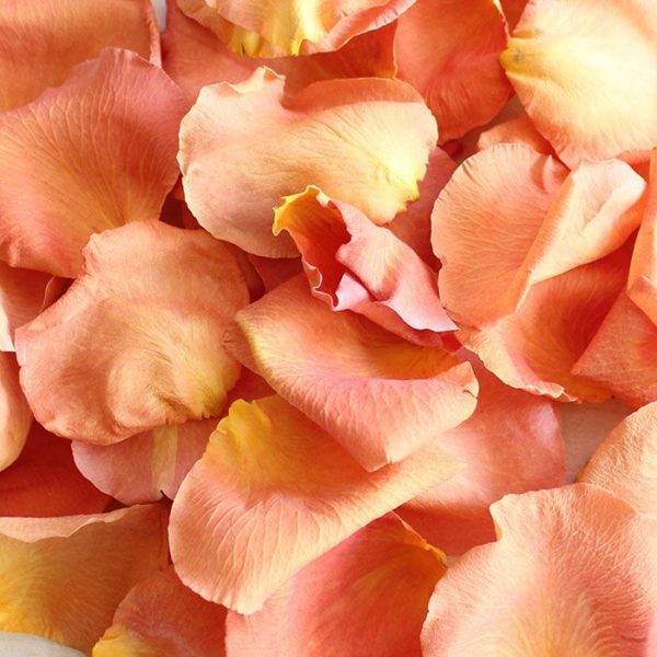 Лепестки оранжевых роз